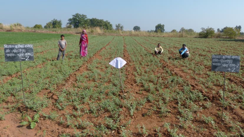 Farming Field